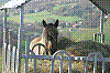 cheval.jpg