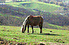 cheval1.jpg