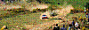 favy.jpg