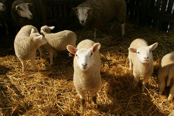 moutons.jpg