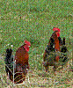 coq.jpg