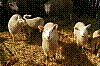 moutons.jpg